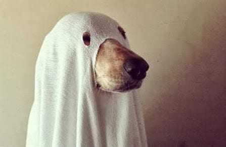 Avoid costumes unless your dog openly enjoys dressing up